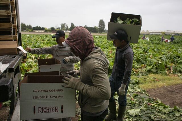 Exportações de frutas, legumes e flores crescem 13,4% no primeiro semestre