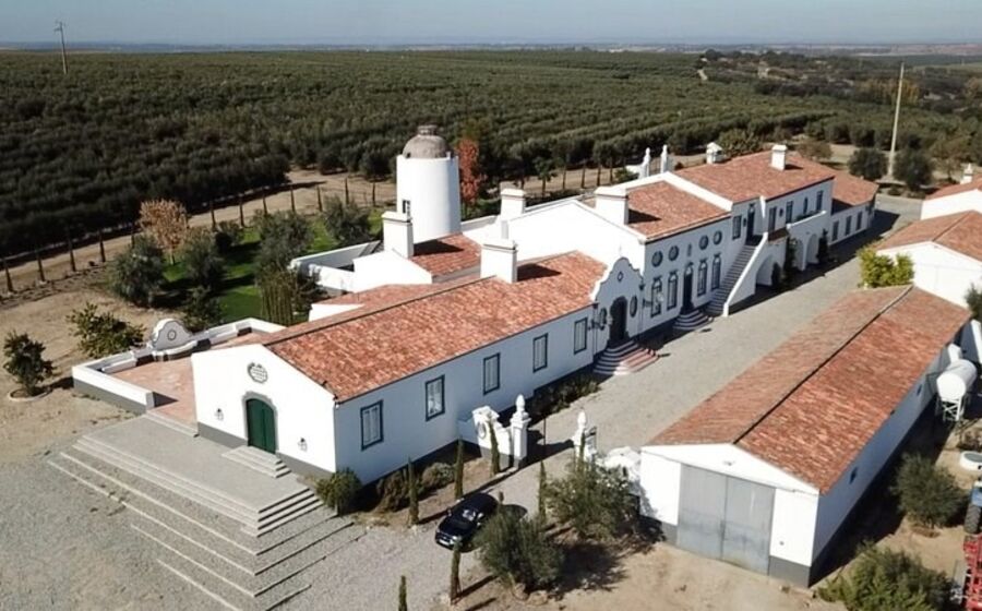 herdade Maria da Guarda, Serpa, olival