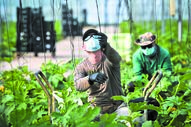 campo agricultura horta legumes hortaliças