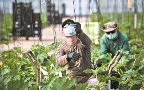 Governo incentiva estudantes a trabalhar na agricultura com isenção de IRS