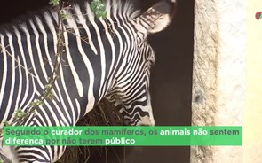 Vida dos animais no Zoo de Lisboa mantém a normalidade, só os humanos fizeram alterações