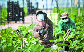 campo agricultura horta legumes hortaliças