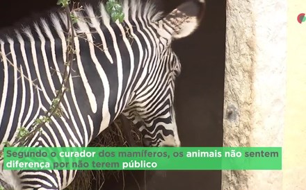 Vida dos animais no Zoo de Lisboa mantém a normalidade, só os humanos fizeram alterações