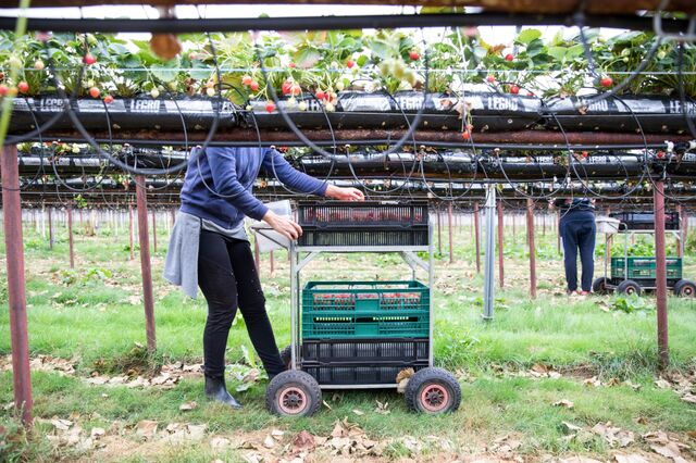 Britânicos substituem imigrantes na procura de emprego na apanha da fruta