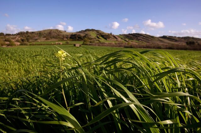 Explorações agrícolas e construção têm de registar diariamente os trabalhadores a partir de hoje