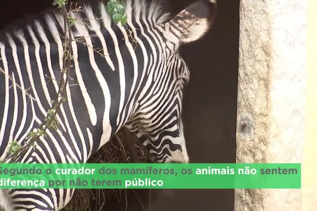 Vida dos animais no Zoo de Lisboa mantém a normalidade, só os humanos fizeram alterações