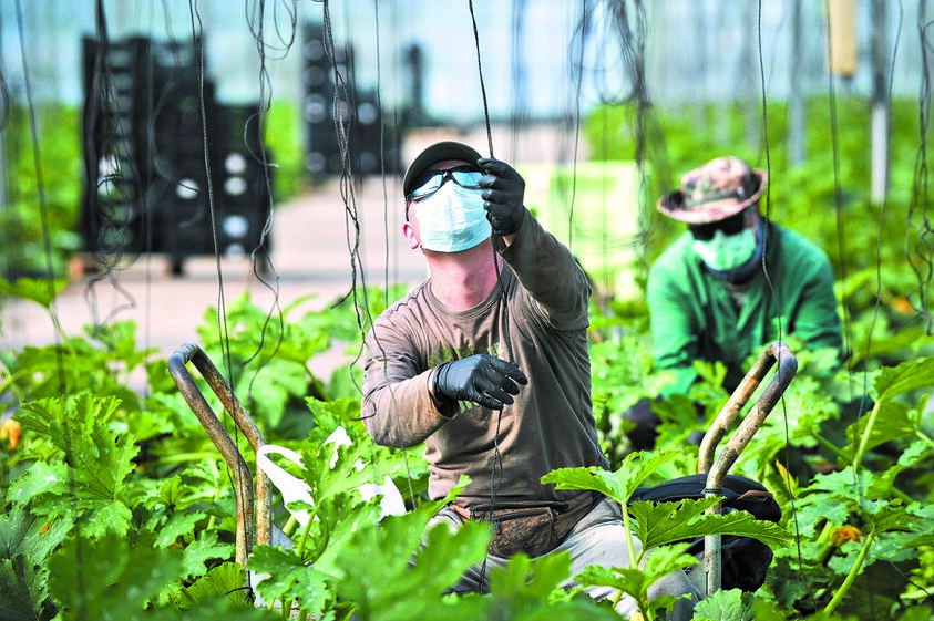 campo agricultura horta legumes hortaliças