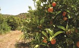 Citrinos do Algarve abrem apetite de fundo da Crest que avança com compra das Frutas Lurdes