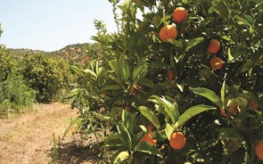 Produção de fruta em queda devido a calor e granizo. Pera deverá cair 35%