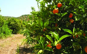 agricultura fruta laranjas