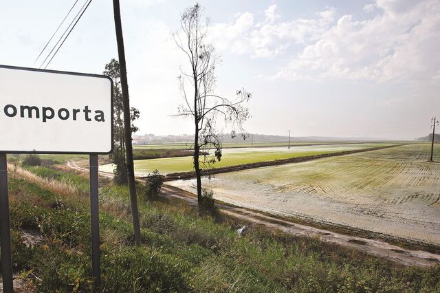 Comporta atrai dois grupos internacionais