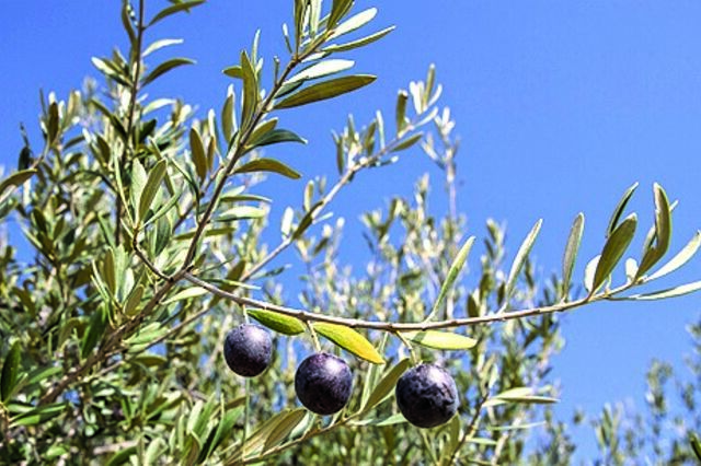 Gota a gota, agricultura desperta para um futuro sustentável