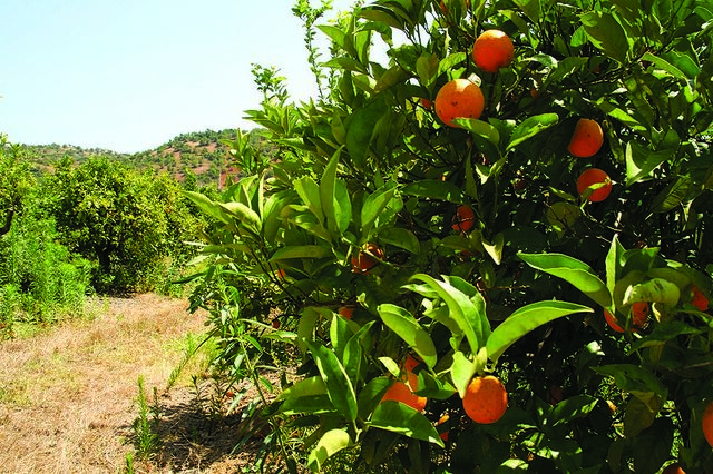 Produção de fruta em queda devido a calor e granizo. Pera deverá cair 35%