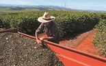 Café em máximos de 47 anos. Subida de preços sem fim à vista