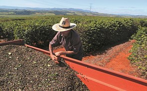 Vendas do setor do café crescem 3% em 2021 para 717 milhões