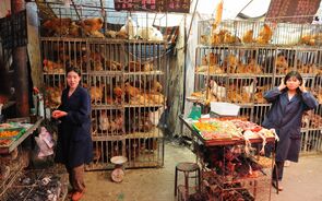 China, mercado