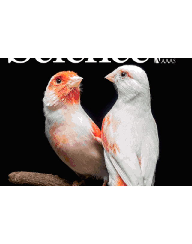 Descoberta científica da Universidade do Porto sobre aves é capa da revista Science