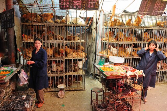 China admite “necessidade urgente” em melhorar higiene dos seus mercados