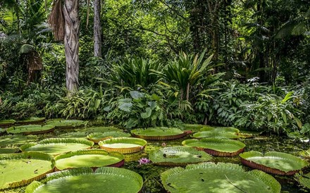 Brasil quer que investidores adotem zonas da Amazónia para a protegerem