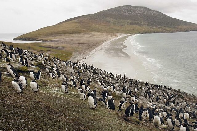 Nem os pinguins escapam. Tarifas de Trump chegam a ilhas despovoadas