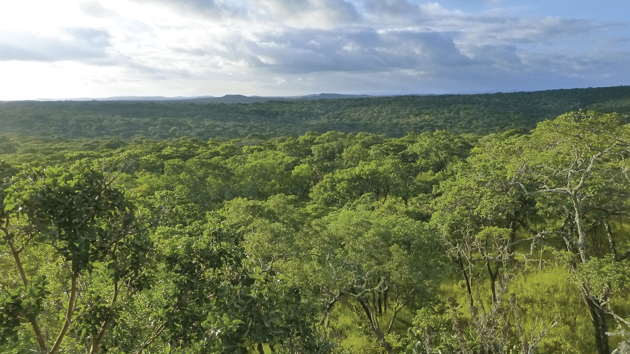 O Drive Target Neutral apoia vários programas como a proteção e plantação florestal na Zâmbia