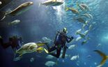 peixes, sustentabilidade, mares, oceanos, mergulhador
