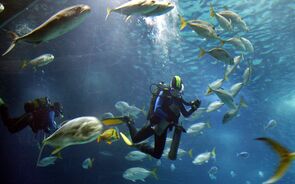 A One Ocean Finance 'procura mobilizar novas e diversas fontes de capital' para os oceanos.