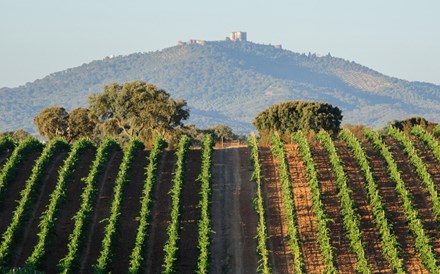 Vinho do Alentejo lucra com pandemia sueca e britânica