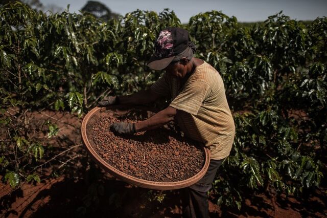 Café em máximos de 27 anos com menor oferta