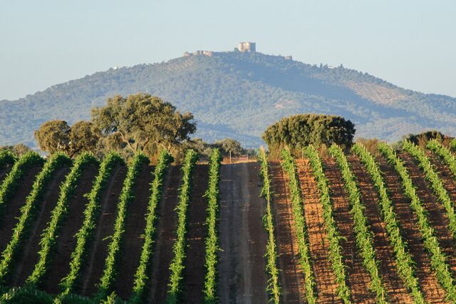 Vinho do Alentejo lucra com pandemia sueca e britânica