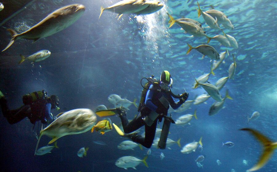 peixes, sustentabilidade, mares, oceanos, mergulhador