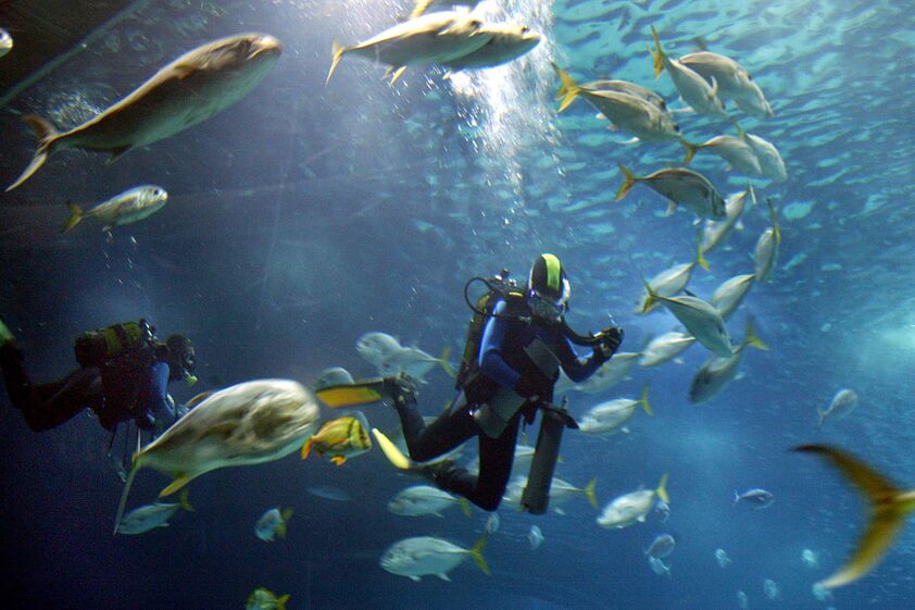 peixes, sustentabilidade, mares, oceanos, mergulhador
