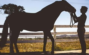 Coudelaria de Alter leiloa online cavalos a 25 mil euros e éguas a nove mil