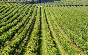 Ministério da Agricultura admite negociar aumento da área de vinha