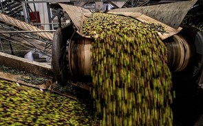 Azeite de Trás-os-Montes tem 'melhor ano de sempre' com os confinamentos