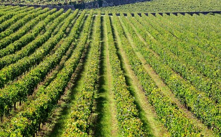 Ministério da Agricultura admite negociar aumento da área de vinha