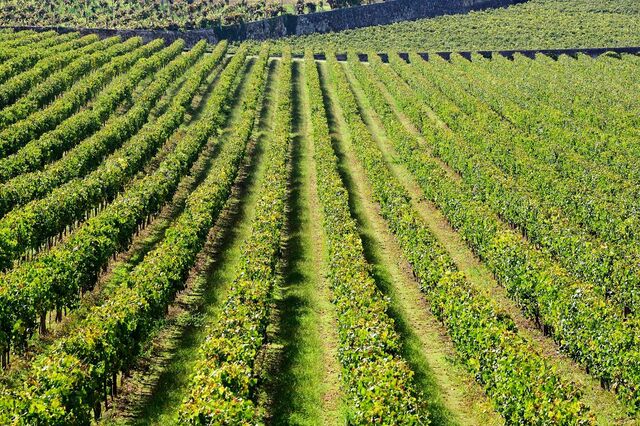 Ministério da Agricultura admite negociar aumento da área de vinha