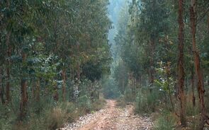 floresta