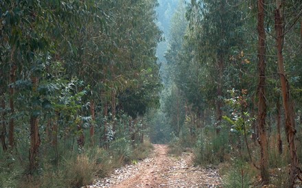 Um retrato da floresta portuguesa