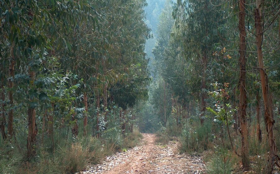 floresta