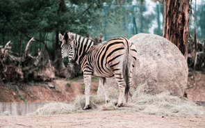 Francesa Ekkio instala mais 12 animais em Gaia