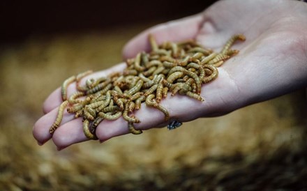 ASAE apreende alimentos à base de gafanhotos, grilos e larvas 