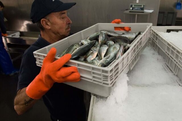 Preço médio do pescado vendido em lota com subida recorde de 13,7% em 2020