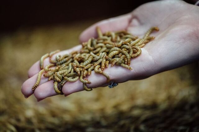 UE aprova primeiro produto derivado de insetos para consumo humano
