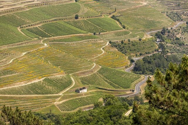 Unesco alerta que projeto de Mário Ferreira pode tirar estatuto de património da humanidade ao Douro vinhateiro