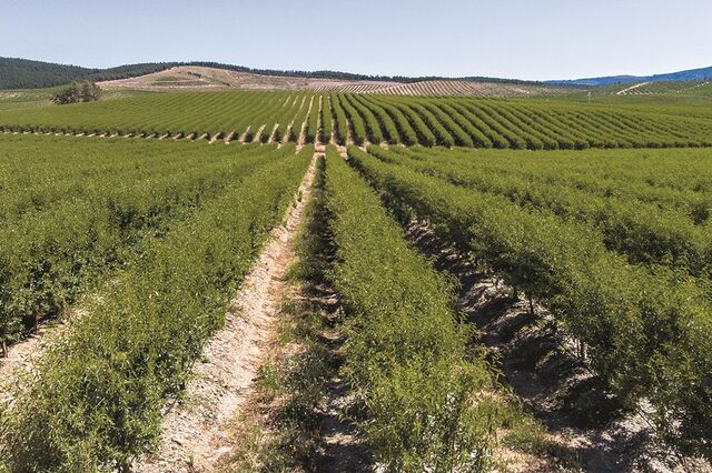 'Agribusiness' na moda. Gestora de investimentos compra duas propriedades no Alentejo