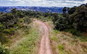 matas, floresta