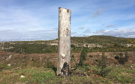 À espera das super sementes do Pinhal de Leiria