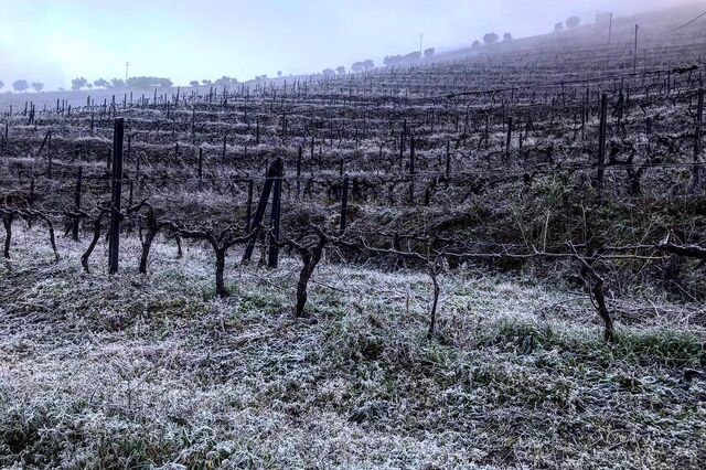 Quinta da Vacaria investe 10 milhões em adega e hotel e cria 100 empregos no Douro