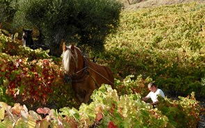 Os vinhos originais do Douro – “Dwr”